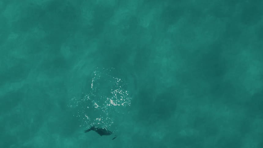 Aerial view of a single dolphin swimming in a turquoise blue ocean