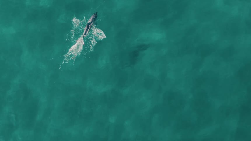Aerial panorama of dolphins in a crystal clear blue sea
