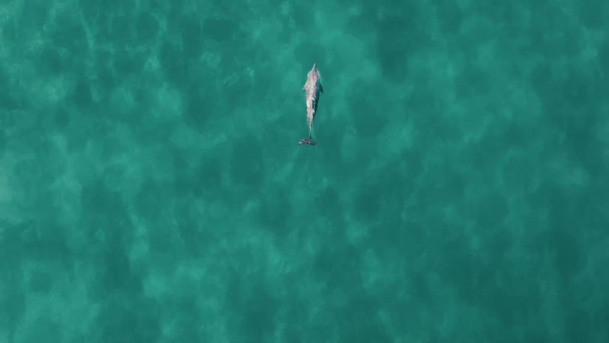 A dolphin leaps out of the water creating a splash