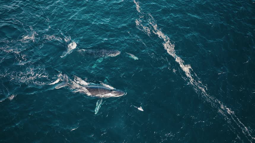 Two large whales swim gracefully beneath the surface of the deep blue ocean creating ripples and white trails in the water as they move in harmony