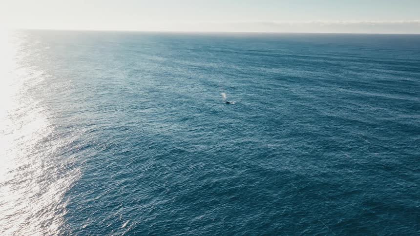 Two whales swim sidebyside in the ocean creating a trail of bubbles behind them