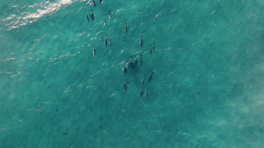Aerial view of a group of dolphins swimming together in the same direction