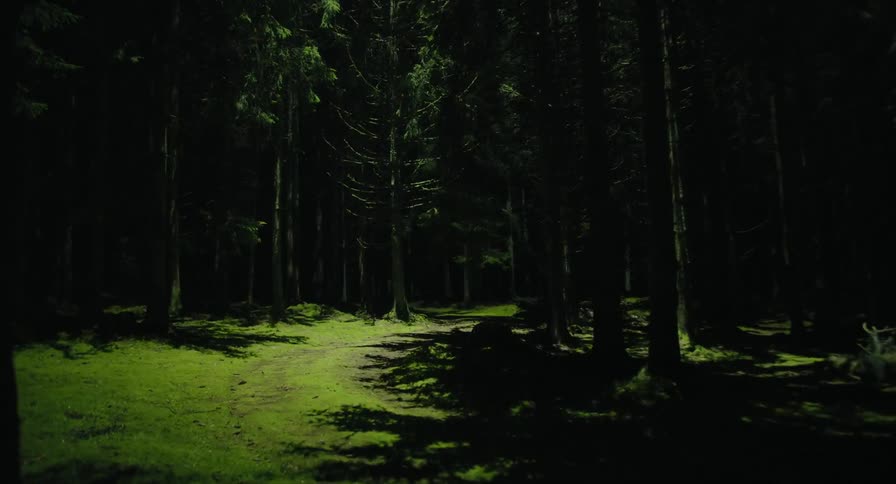 A bright light shines down on a forest at night casting long sharp shadows