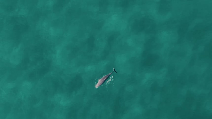 Aerial view of a dolphin swimming in the turquoise waters of the sea