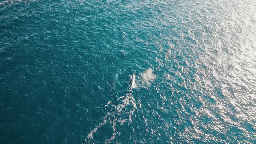 Two whales swim sidebyside in the ocean creating a trail of bubbles behind them