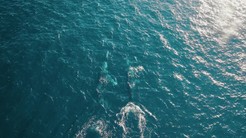 A couple whales swimming