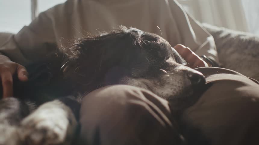 A clip of a person petting a dog