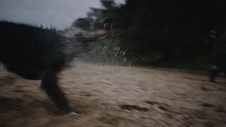 A black dog runs along a beach shaking water droplets from its fur after a swim as the sun sets in the distance