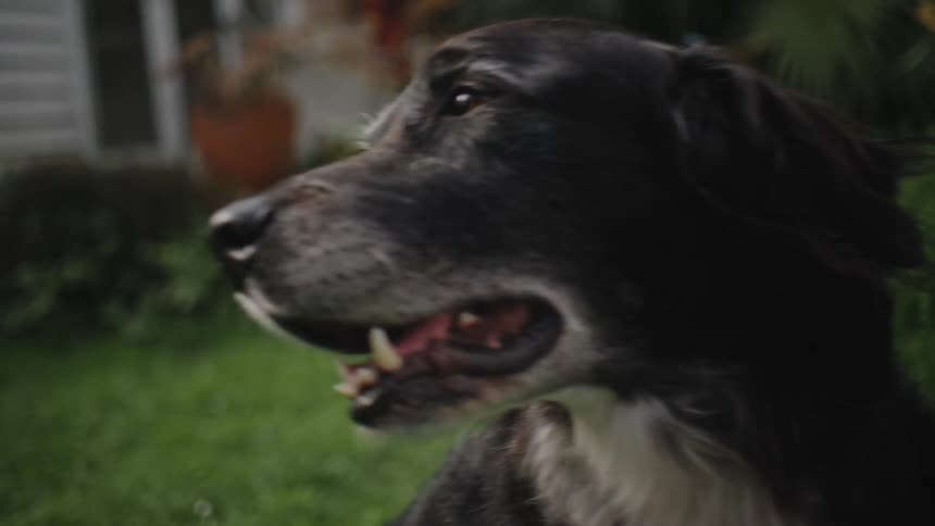 Close up of a dogs face in a garden
