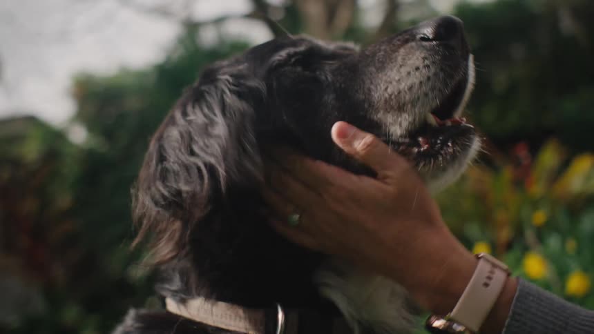 Close up of a dogs face in a garden being petted by a person