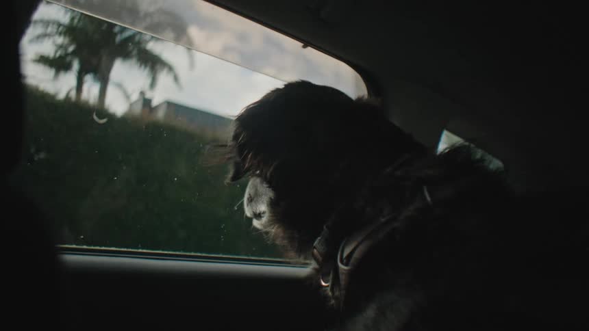 A black dog looks out the window while riding in a car