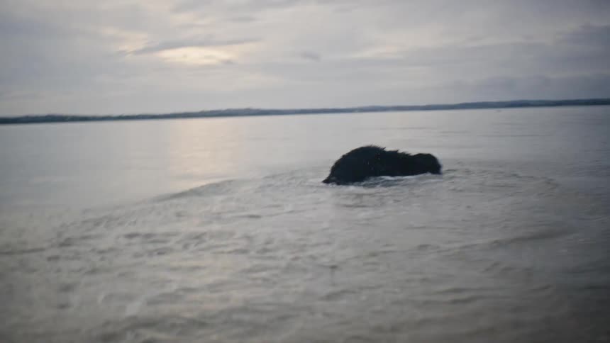 Person throws a stick in the ocean for their dog to fetch