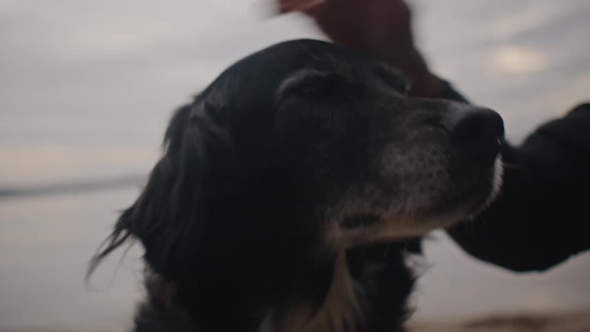 Happy dog being petted by its owner near a coastal shoreline