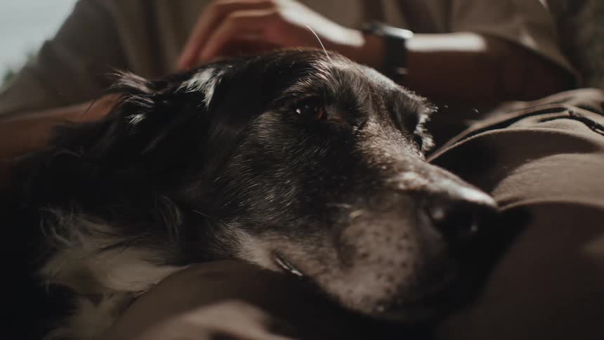A woman sits on a couch at home petting a dog near a window