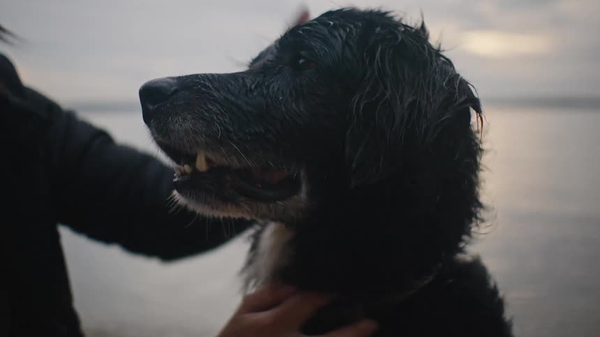 A woman in a black coat pets a wet black dog