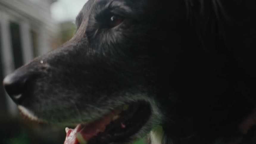 Man grooms his dog in the yard