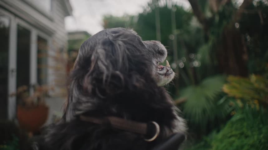 Closeup of a dogs face while its fur is being brushed in the backyard