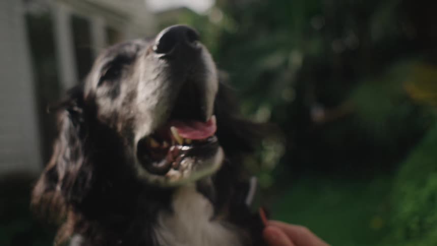 Closeup of a dogs face while its fur is being brushed in the backyard