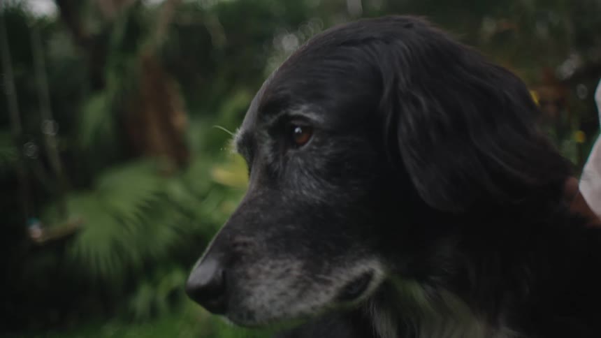 Dog stands outdoors quietly while a woman brushes its coat