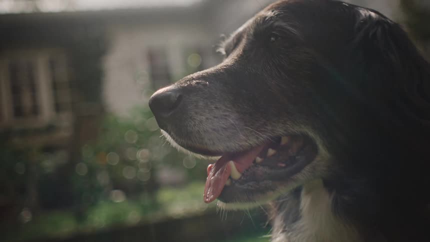 Close up of a dog lying on the grass in the backyard