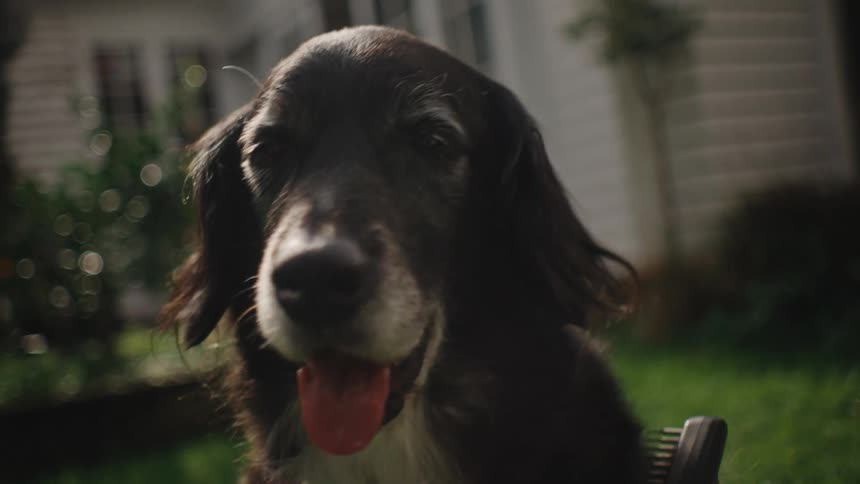 Closeup of a person brushing a black dogs coat outdoors on a summer day