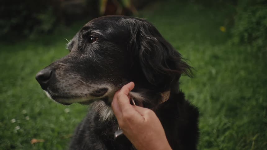 A woman brushes a black and white dog on the green lawn
