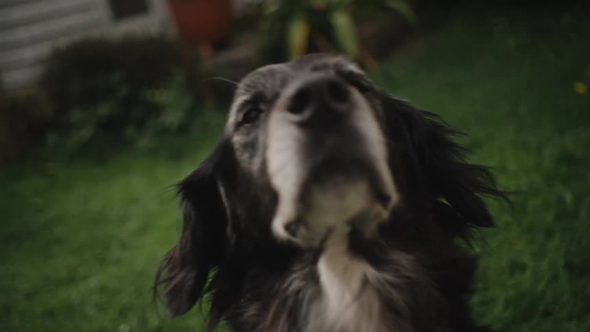 Woman grooms dog on the lawn