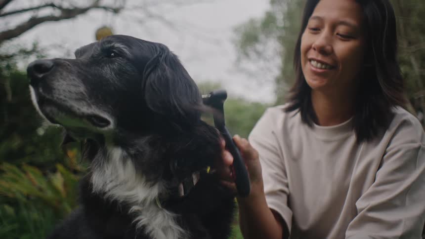 Woman combing a dogs fur