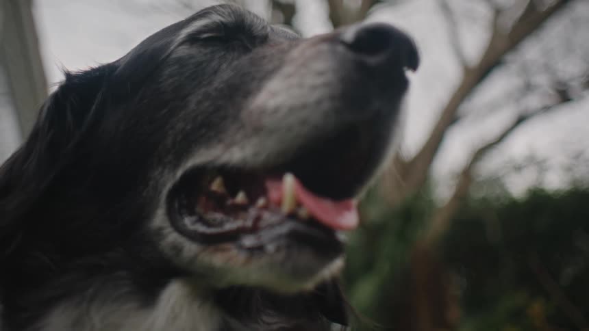 Closeup of a black and white dog standing outside and panting