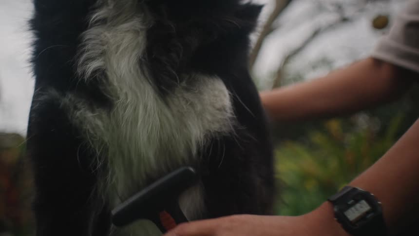 Hand with comb arranging a dogs fur
