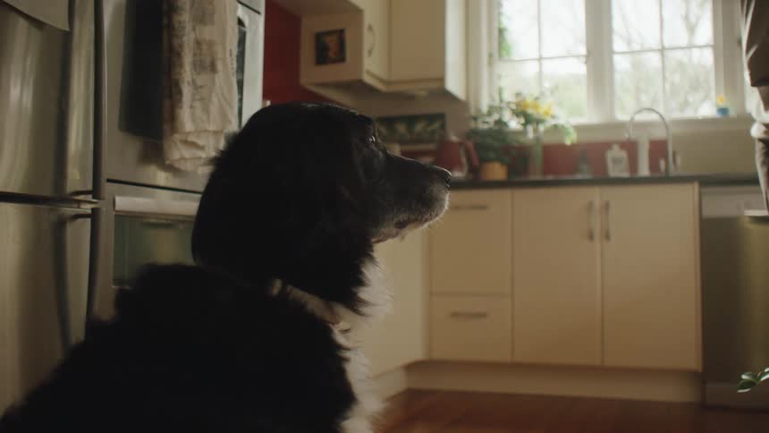 A dog sits and watches as a man walks across a kitchen with a mug in his hand