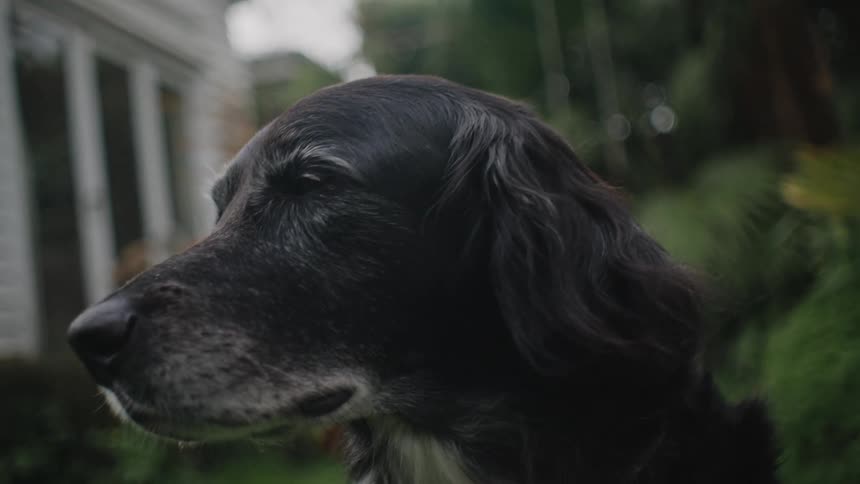 Closeup of a dogs face being petted by a person