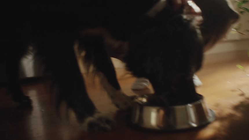 Person pets dog while feeding it in the kitchen