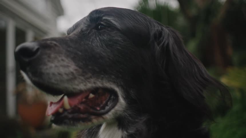 Close up of a dogs face with its mouth open