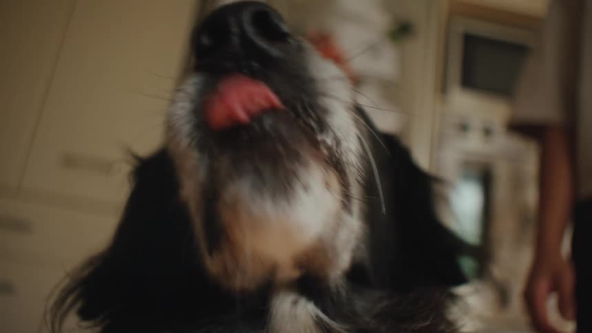 Close up of a dog with its tongue hanging out