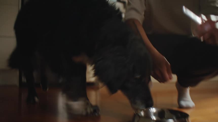 Dog eating from a bowl next to an adult person