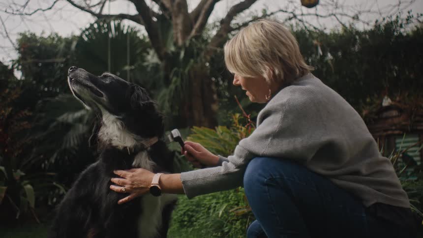 A woman grooms a large black dog outdoors using a brush or comb on its fur