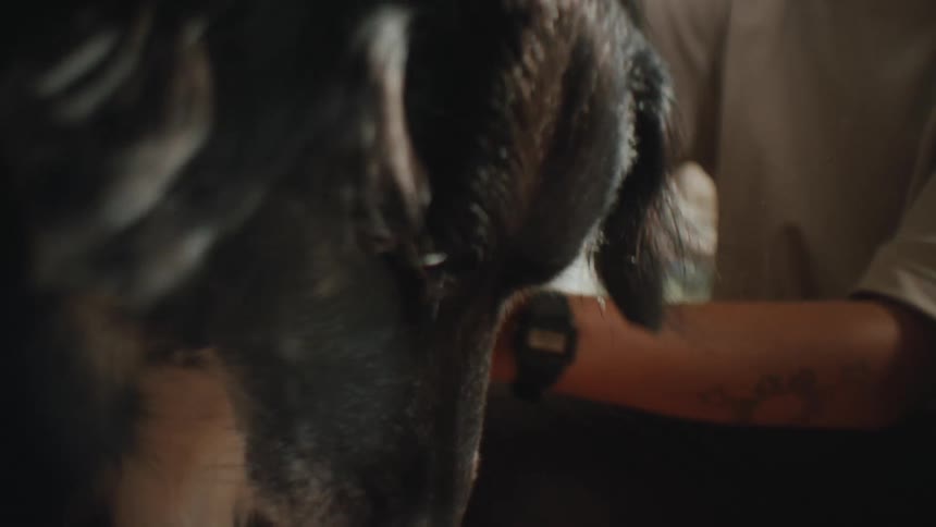 A closeup of a person petting a black and white dogs head