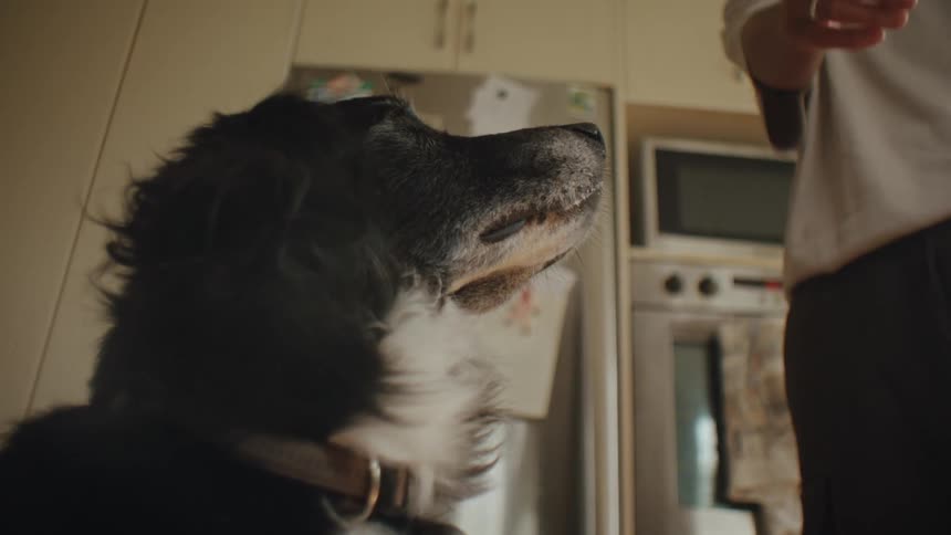 Person standing next to a dog