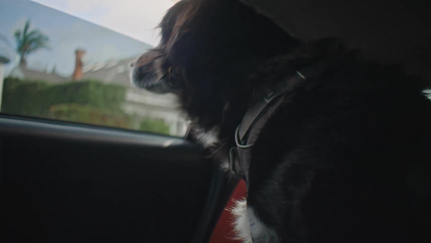 Dog in the back seat of a moving car looking out the window