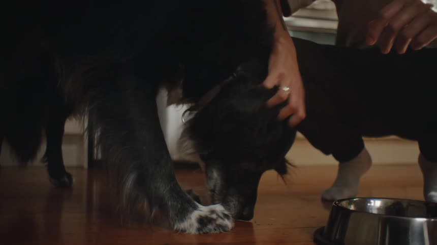 Person petting a dog indoors