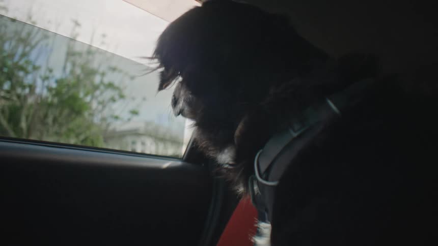 Dog looking out the window of a moving car