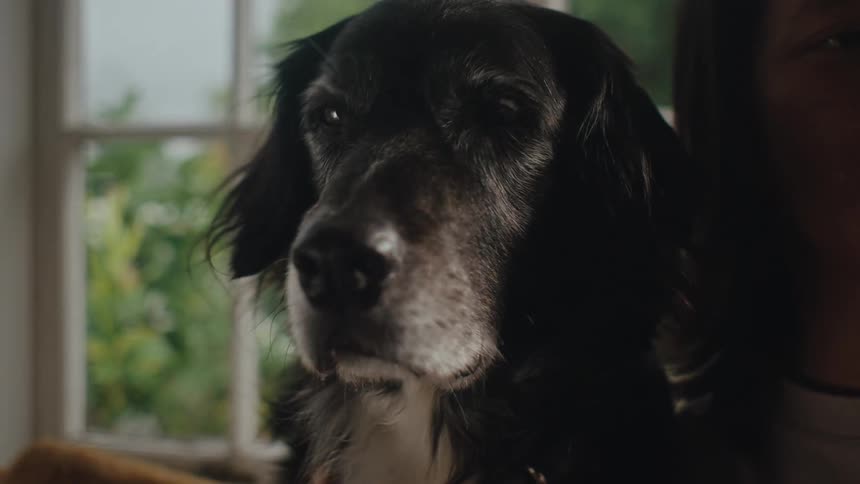 Close up of a black dogs face next to a person