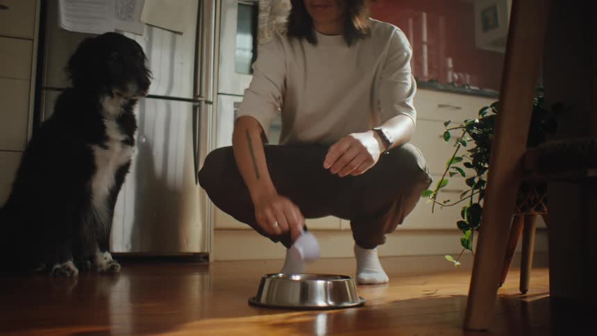 Person putting food in bowl for dog who starts eating