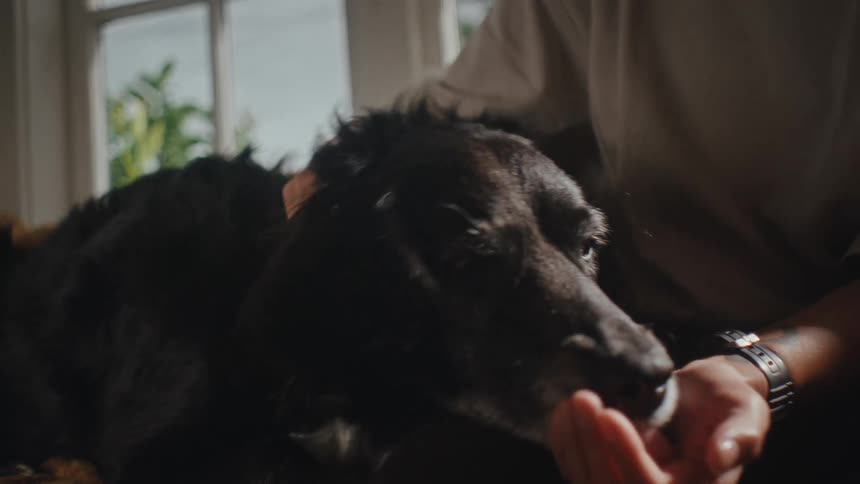 Hands of a person petting a dog