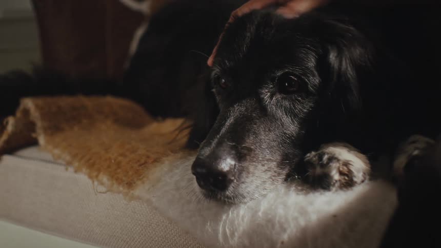 A clip of a person petting a dog