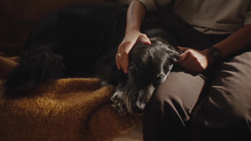 A person is gently petting a black furred dog resting on their lap