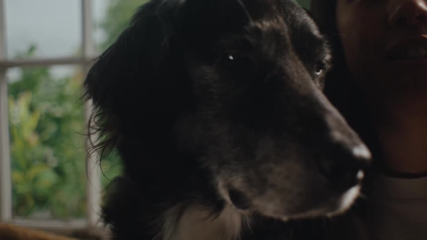 Close up of dogs face next to a person