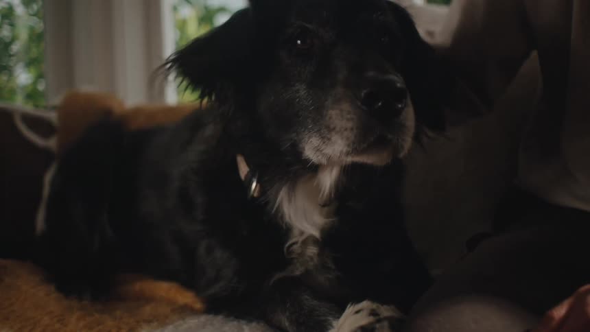 Person pets their yawning dog while both sit on the couch