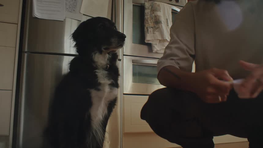 Adult crouching down and the dog going to eat his food
